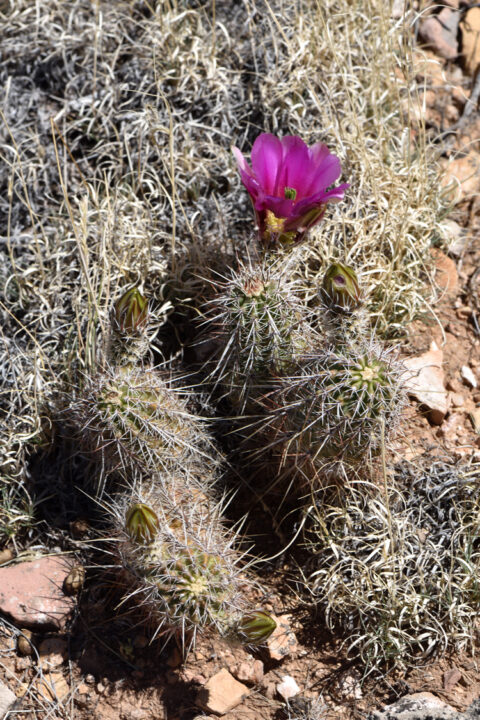 Echinocereus engelmannii, USA, Arizona, Coconino Co.