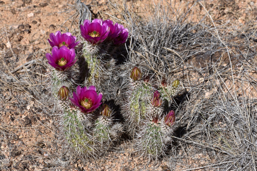 Echinocereus engelmannii, USA, Arizona, Coconino Co.