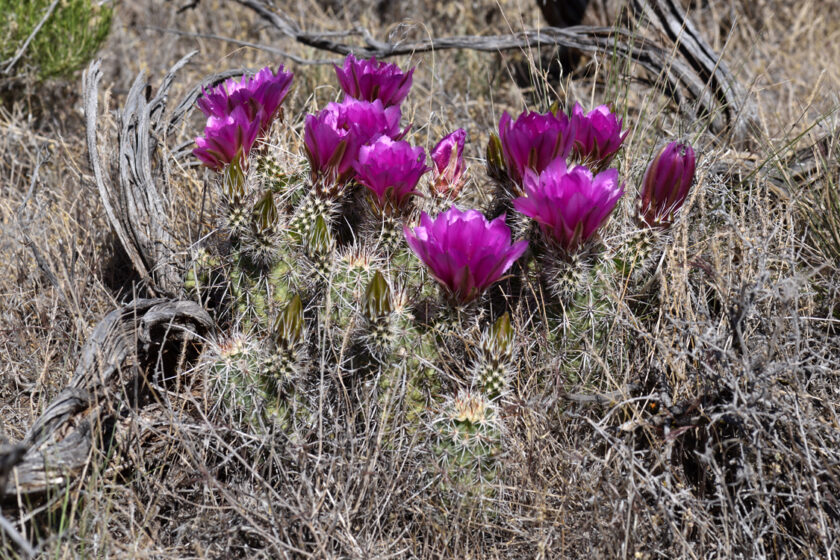 Echinocereus engelmannii, USA, Arizona, Coconino Co.