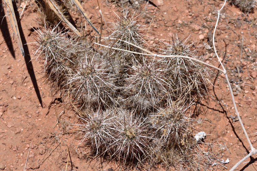 Echinocereus engelmannii, USA, Arizona, Mohave Co.