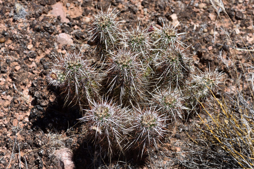 Echinocereus engelmannii, USA, Arizona, Mohave Co.