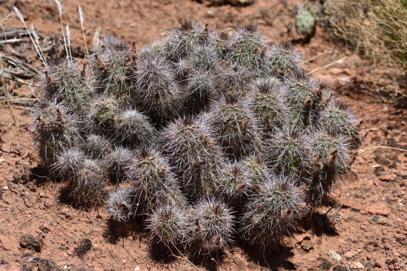 Echinocereus canyonensis, USA, Arizona, Mohave Co.