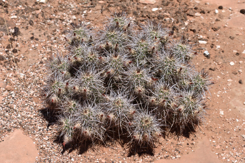 Echinocereus canyonensis, USA, Arizona, Mohave Co.