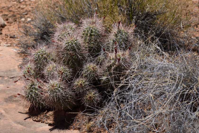 Echinocereus canyonensis, USA, Arizona, Mohave Co.