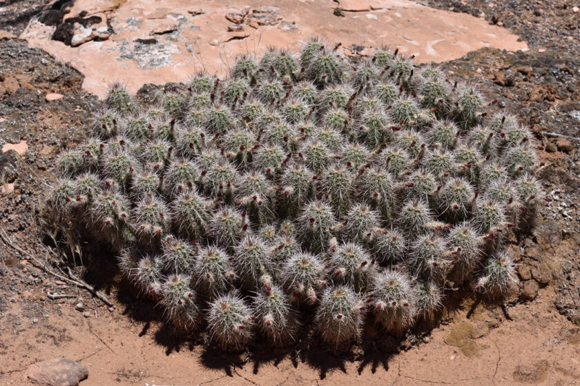 Echinocereus canyonensis, USA, Arizona, Mohave Co.