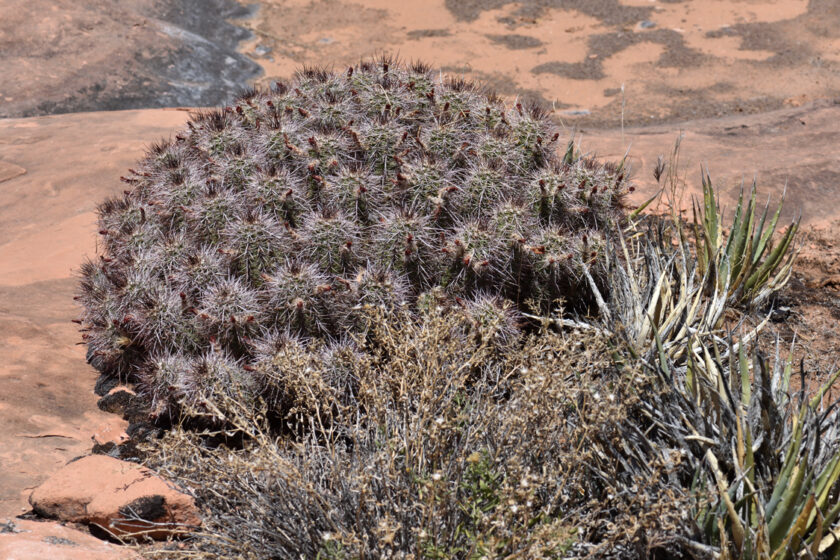 Echinocereus canyonensis, USA, Arizona, Mohave Co.