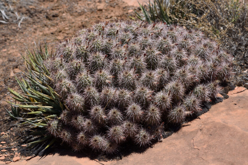 Echinocereus canyonensis, USA, Arizona, Mohave Co.