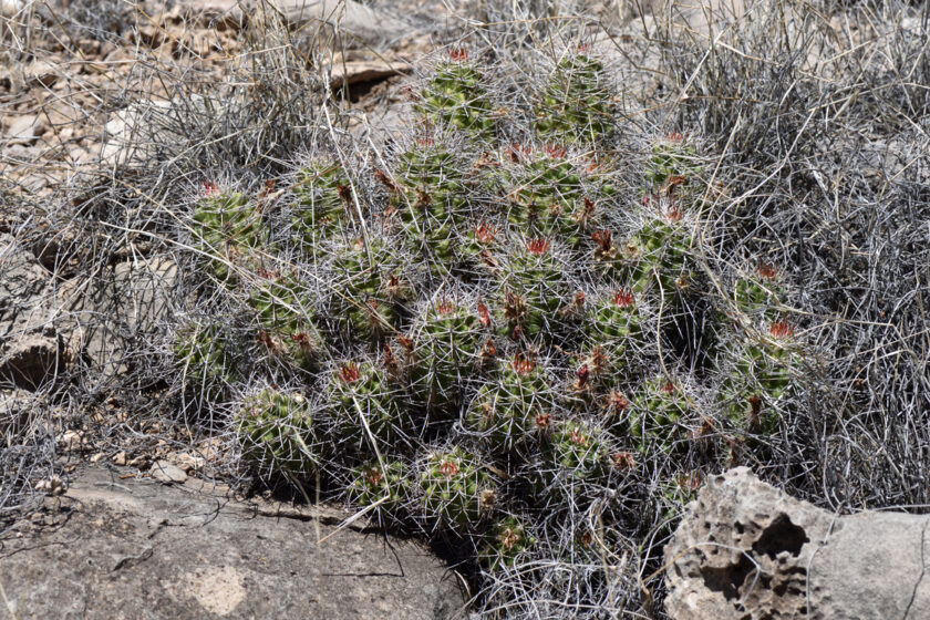 Echinocereus mojavensis, USA, Arizona, Mohave Co.