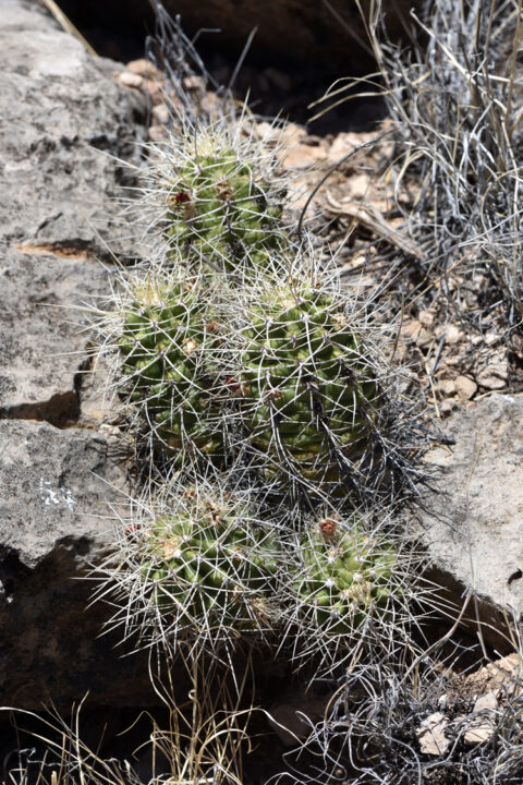 Echinocereus mojavensis, USA, Arizona, Mohave Co.