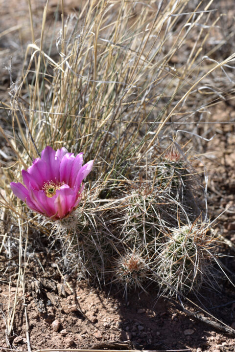 Echinocereus engelmannii, USA, Arizona, Mohave Co.