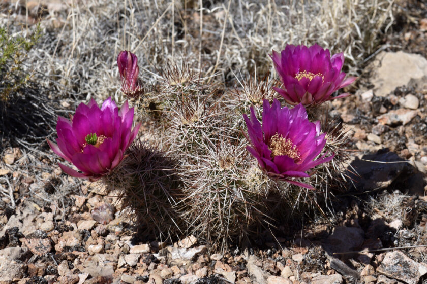 Echinocereus engelmannii, USA, Arizona, Mohave Co.
