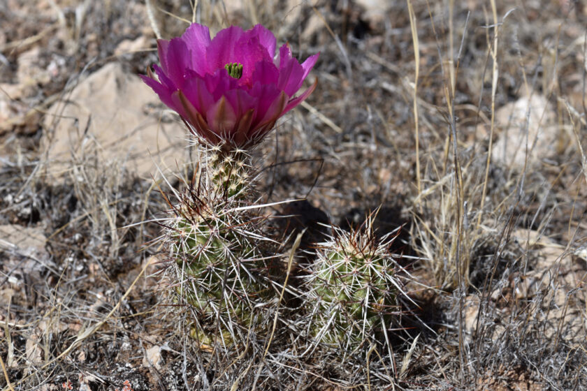 Echinocereus engelmannii, USA, Arizona, Mohave Co.