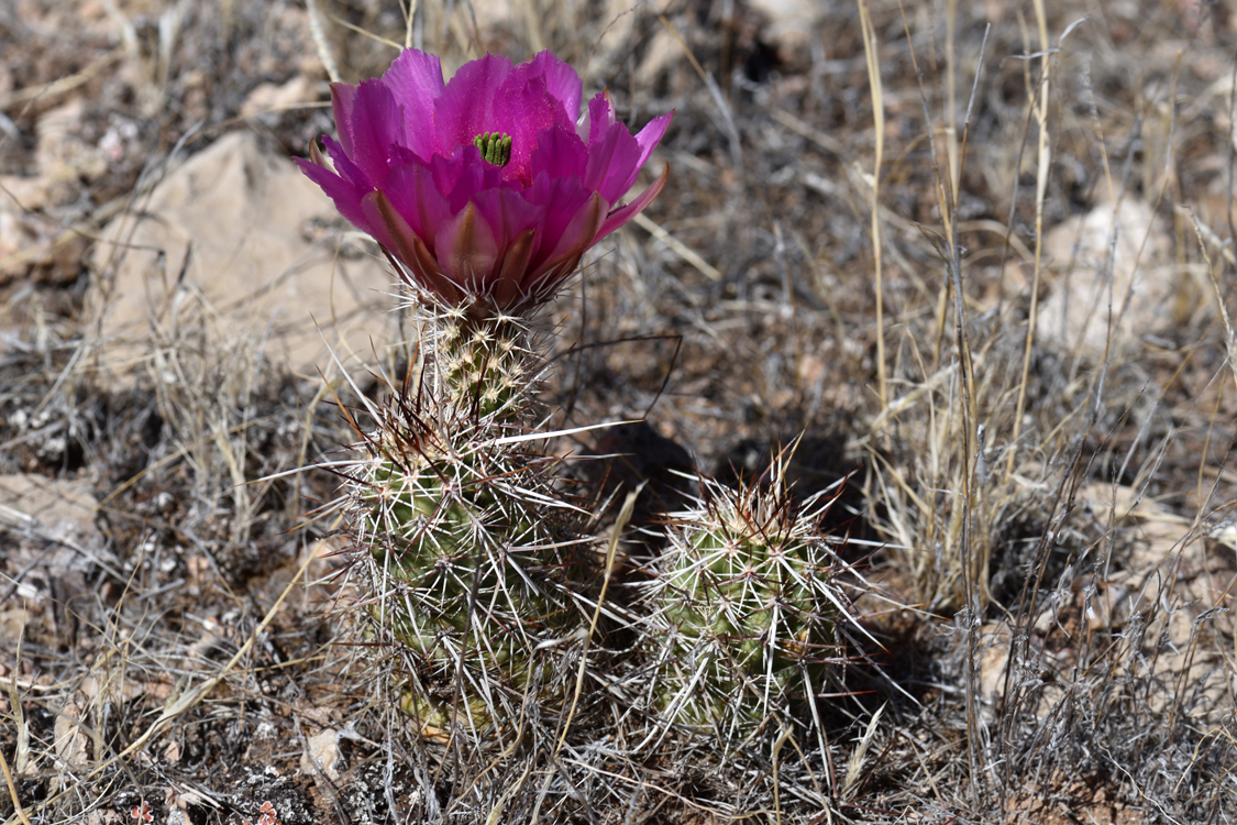 Echinocereus engelmannii, USA, Arizona, Mohave Co.