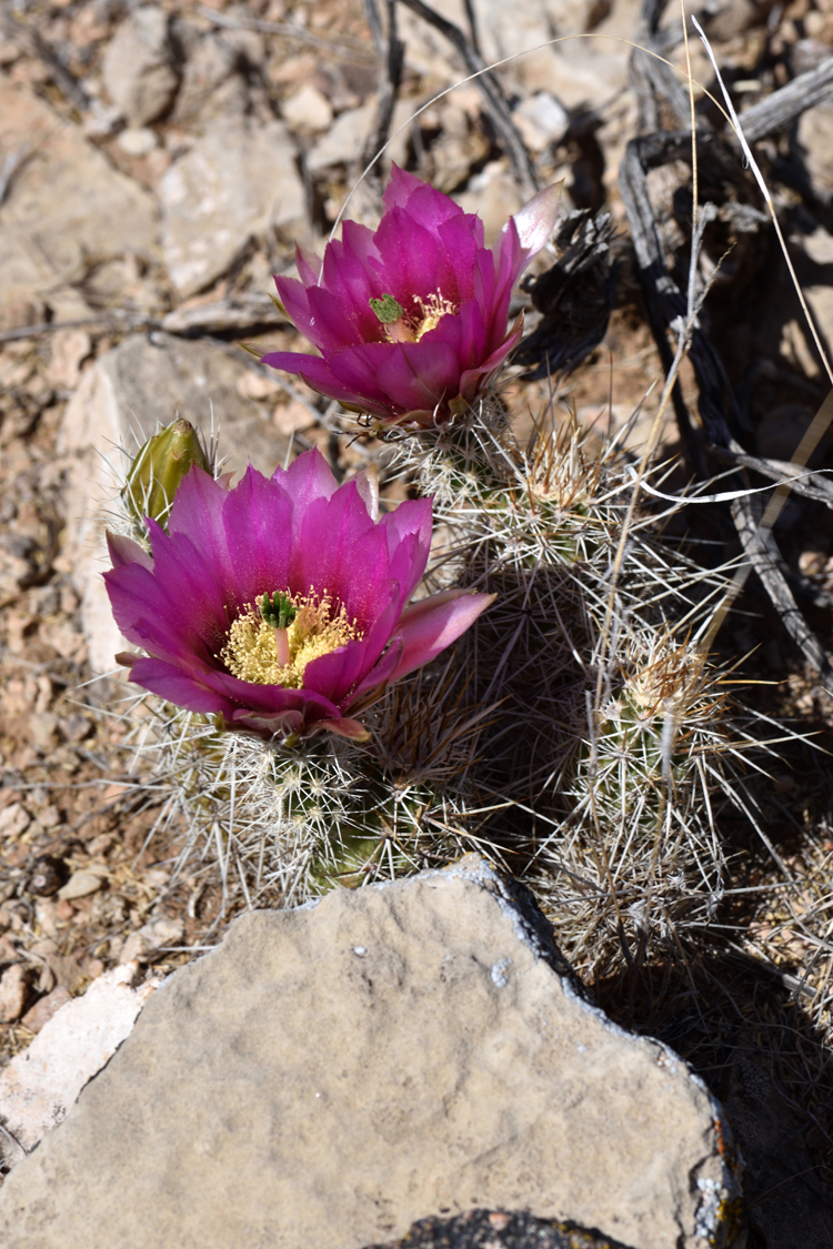 Echinocereus engelmannii, USA, Arizona, Mohave Co.