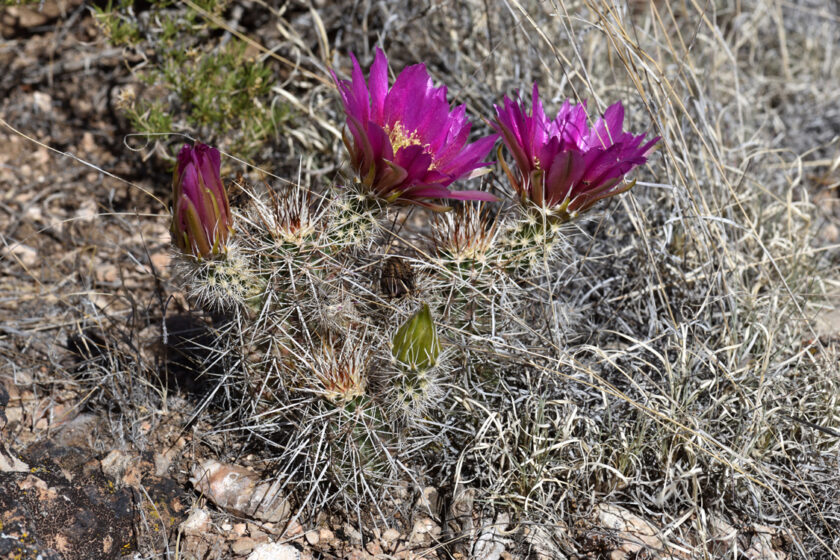 Echinocereus engelmannii, USA, Arizona, Mohave Co.