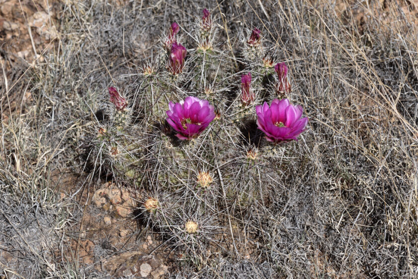 Echinocereus engelmannii, USA, Arizona, Mohave Co.