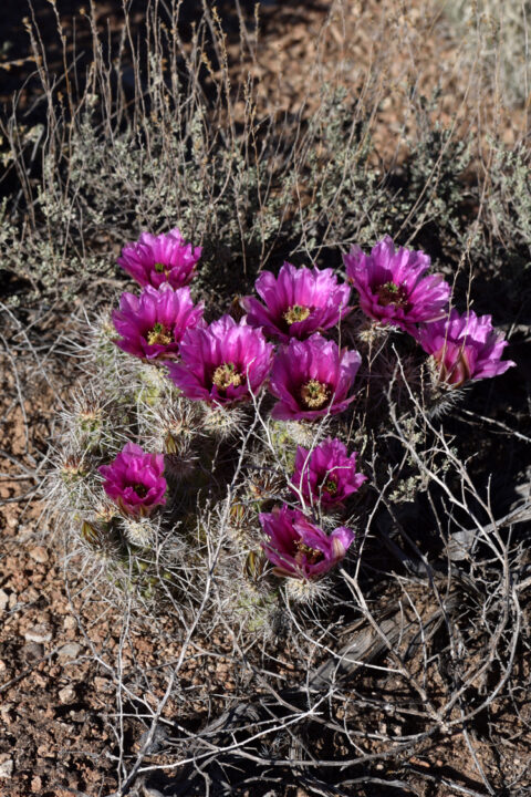 Echinocereus engelmannii, USA, Arizona, Coconino Co.