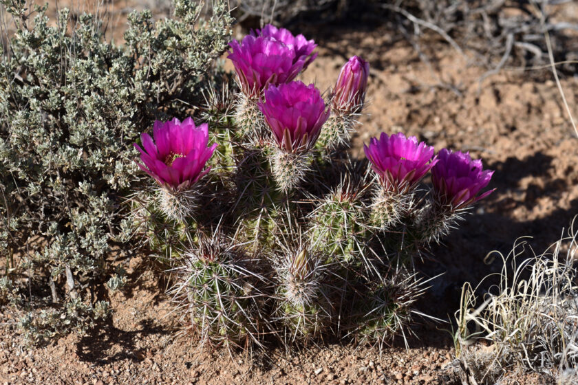 Echinocereus engelmannii, USA, Arizona, Coconino Co.