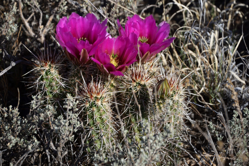 Echinocereus engelmannii, USA, Arizona, Coconino Co.
