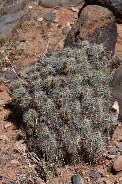 Echinocereus bakeri, USA, Utah, Washington Co.