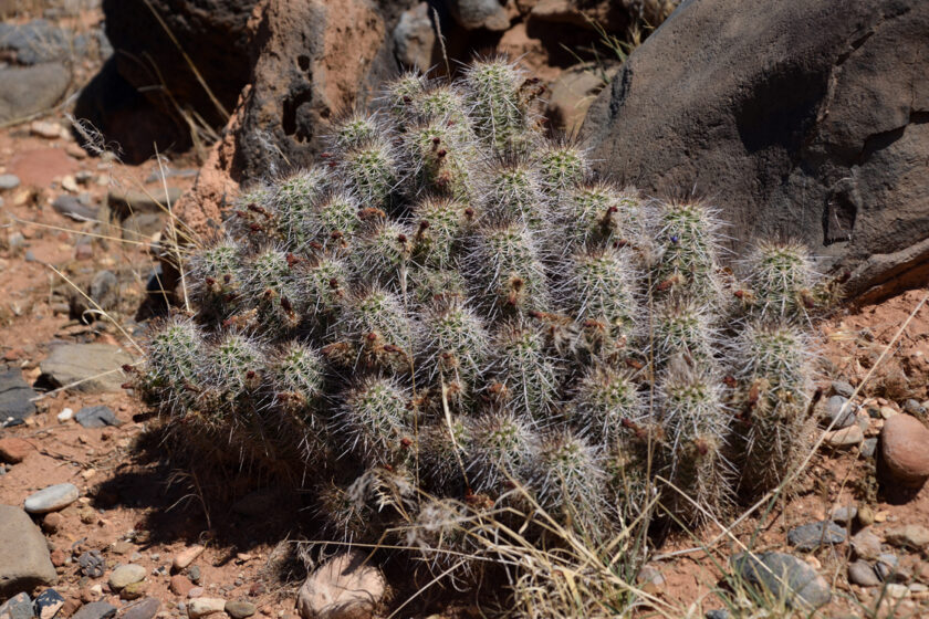 Echinocereus bakeri, USA, Utah, Washington Co.