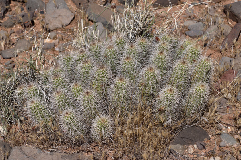 Echinocereus bakeri, USA, Utah, Washington Co.