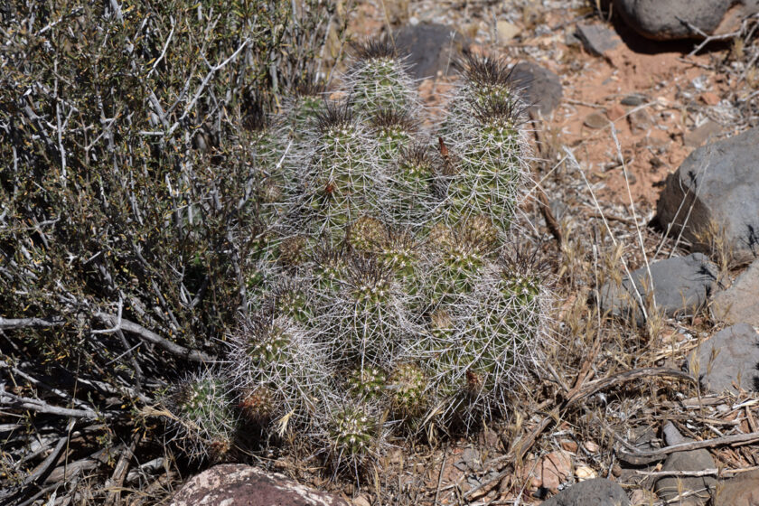 Echinocereus bakeri, USA, Utah, Washington Co.