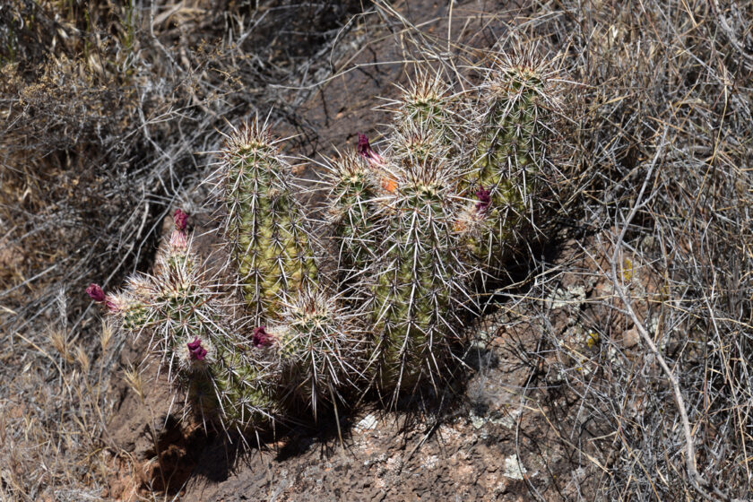 Echinocereus engelmannii, USA, Utah, Washington Co.