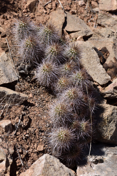Echinocereus bakeri, USA, Utah, Washington Co.
