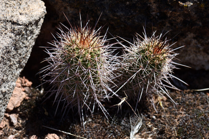 Echinocereus bakeri, USA, Utah, Washington Co.