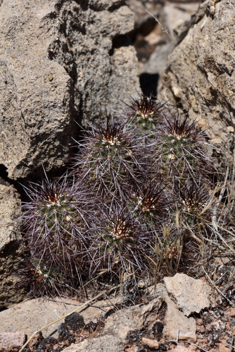 Echinocereus bakeri, USA, Utah, Washington Co.