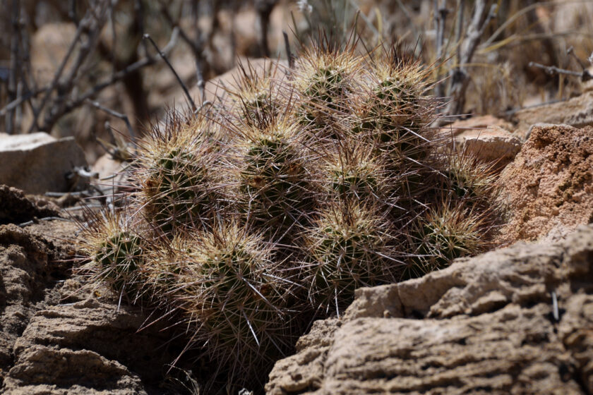 Echinocereus bakeri, USA, Utah, Washington Co.