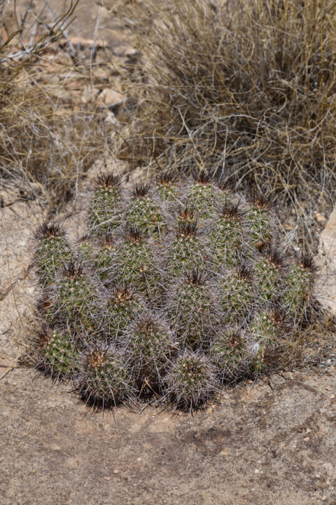 Echinocereus bakeri, USA, Utah, Washington Co.