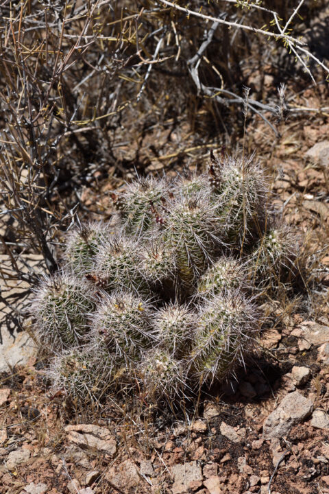 Echinocereus bakeri, USA, Utah, Washington Co.