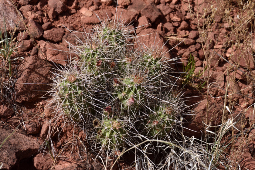 Echinocereus mojavensis, USA, Arizona, Mohave Co.