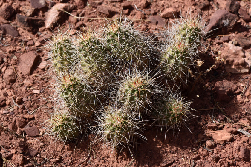 Echinocereus mojavensis, USA, Arizona, Mohave Co.