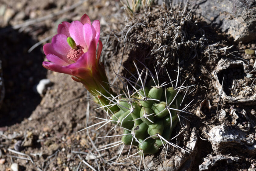 Echinocereus mojavensis, USA, Utah