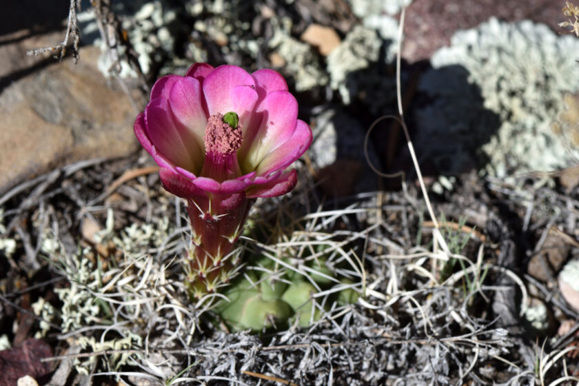 Echinocereus mojavensis, USA, Utah