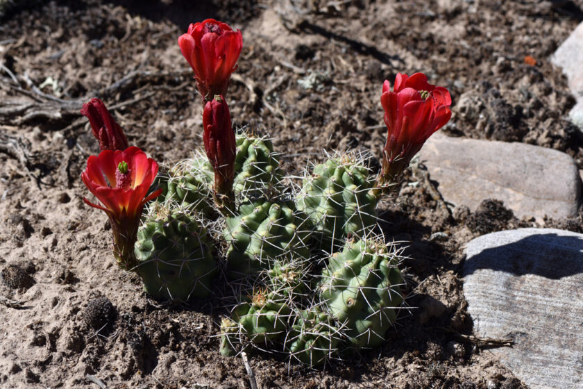 Echinocereus mojavensis, USA, Utah