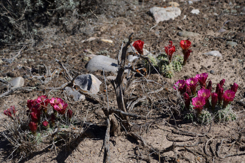 Echinocereus mojavensis, USA, Utah