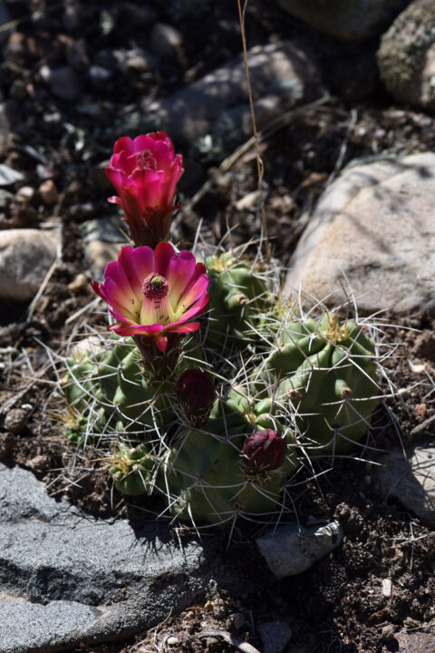 Echinocereus mojavensis, USA, Utah