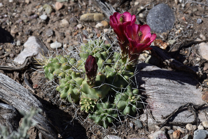Echinocereus mojavensis, USA, Utah