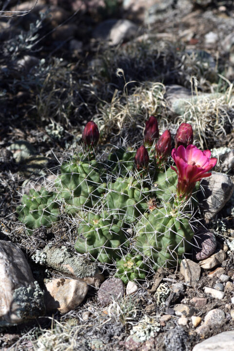Echinocereus mojavensis, USA, Utah