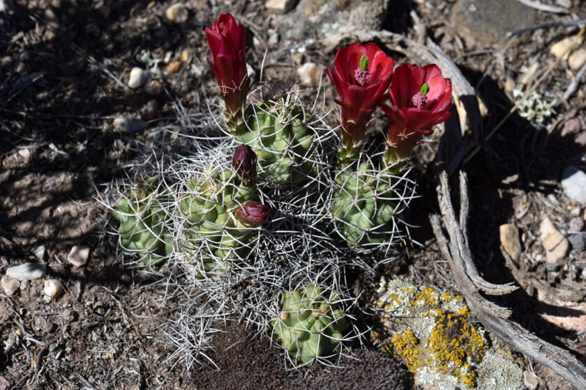 Echinocereus mojavensis, USA, Utah