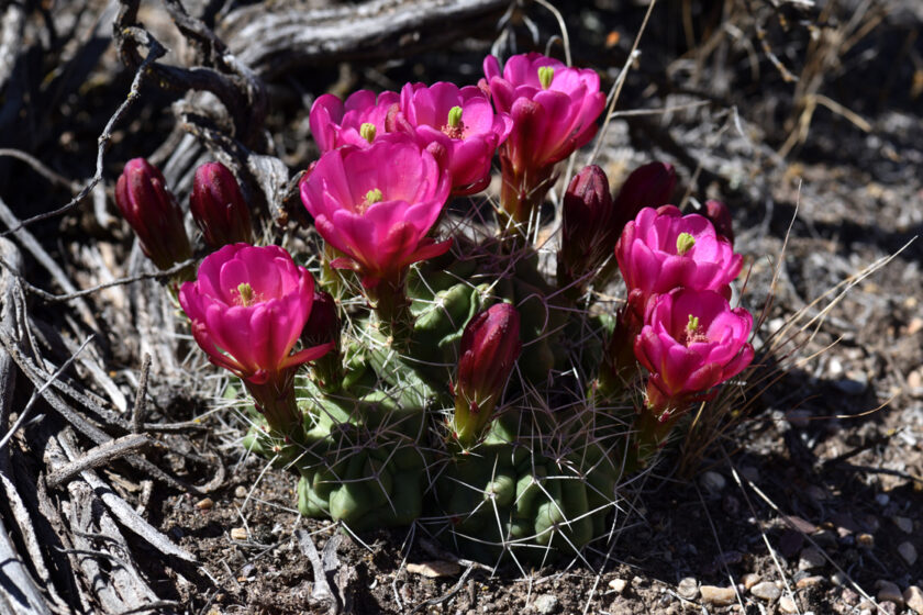 Echinocereus mojavensis, USA, Utah