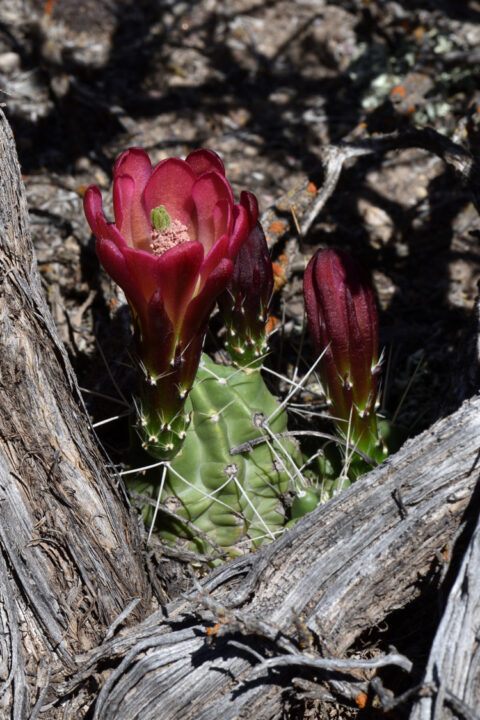 Echinocereus mojavensis, USA, Utah