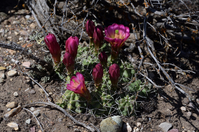 Echinocereus mojavensis, USA, Utah