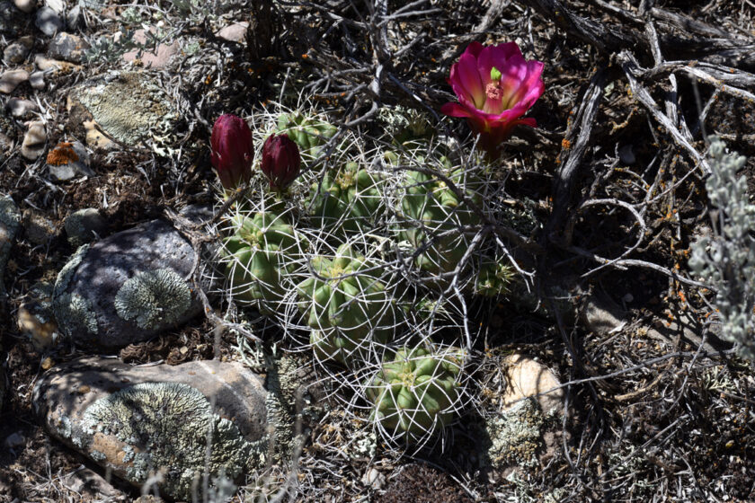Echinocereus mojavensis, USA, Utah