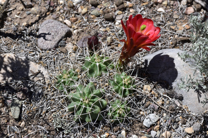 Echinocereus mojavensis, USA, Utah