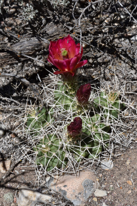 Echinocereus mojavensis, USA, Utah
